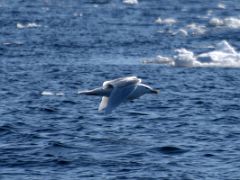 04B Gulls Are Common On Day 1 Of Floe Edge Adventure Nunavut Canada